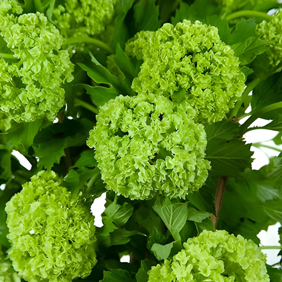 Lacecap Viburnum Greenery - main