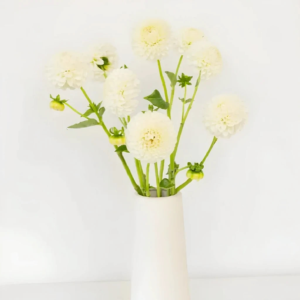 White Dahlias - alternative 2