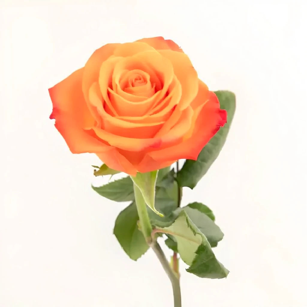 Orange Crush Roses Standard - alternative 1