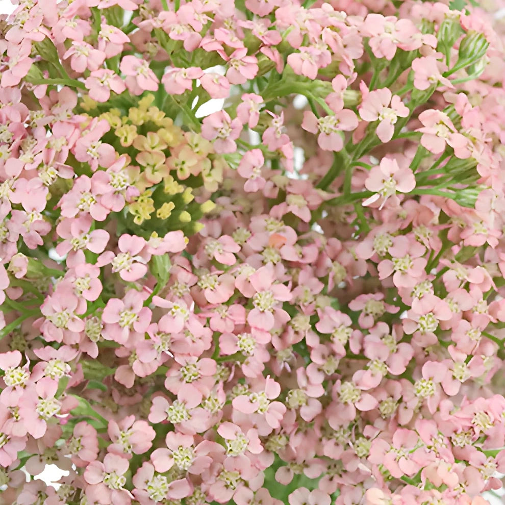 Pink Light Yarrow - alternative 1