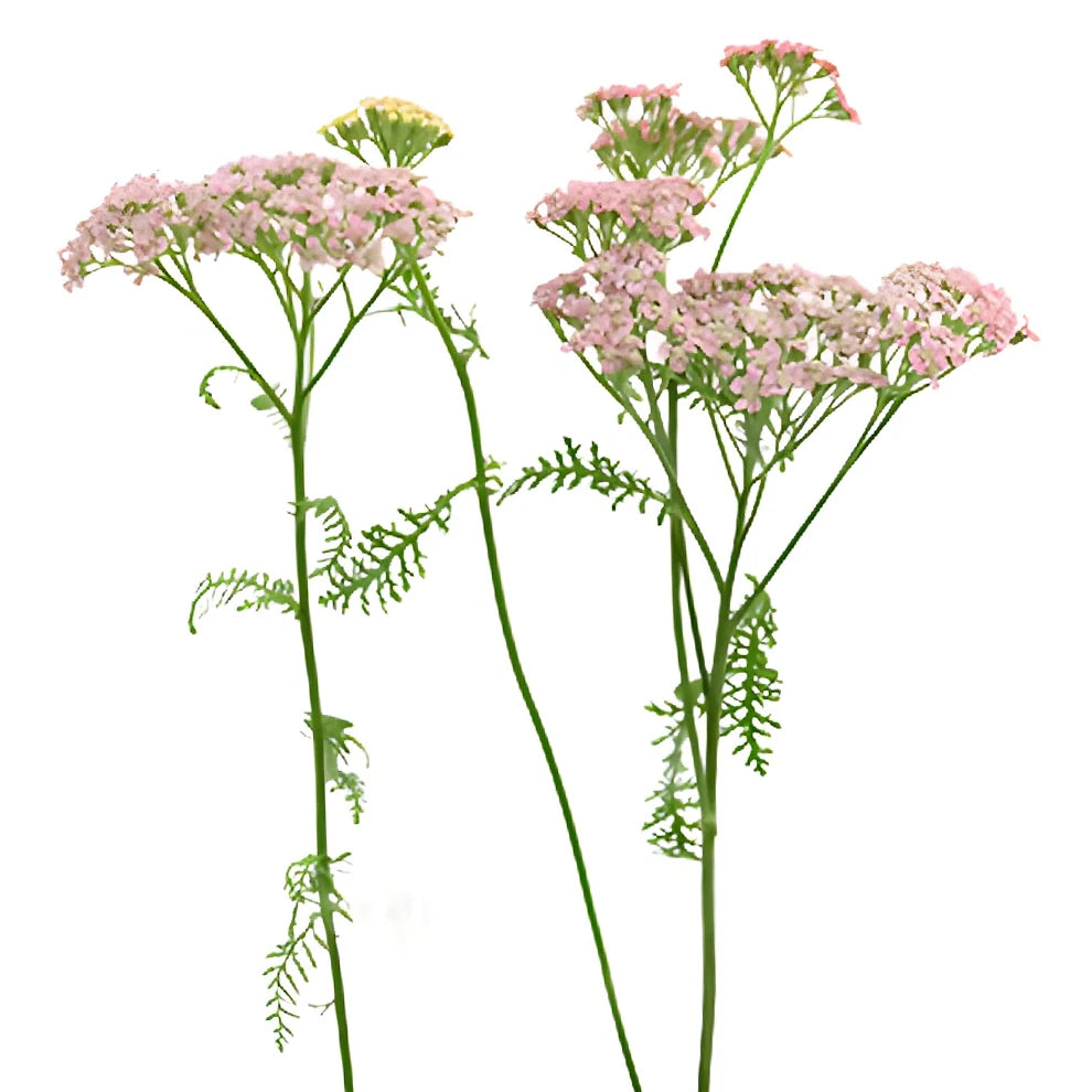 Pink Light Yarrow - alternative 2