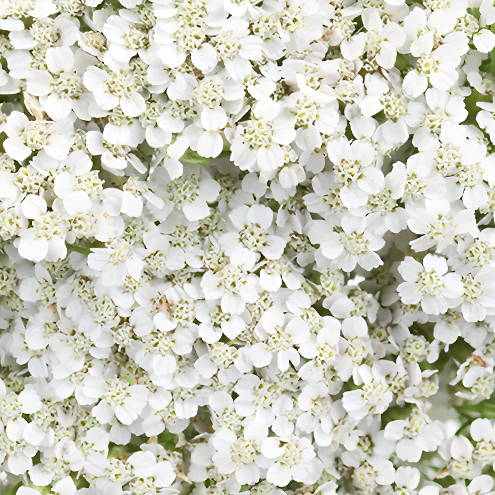 White Yarrow - alternative 1