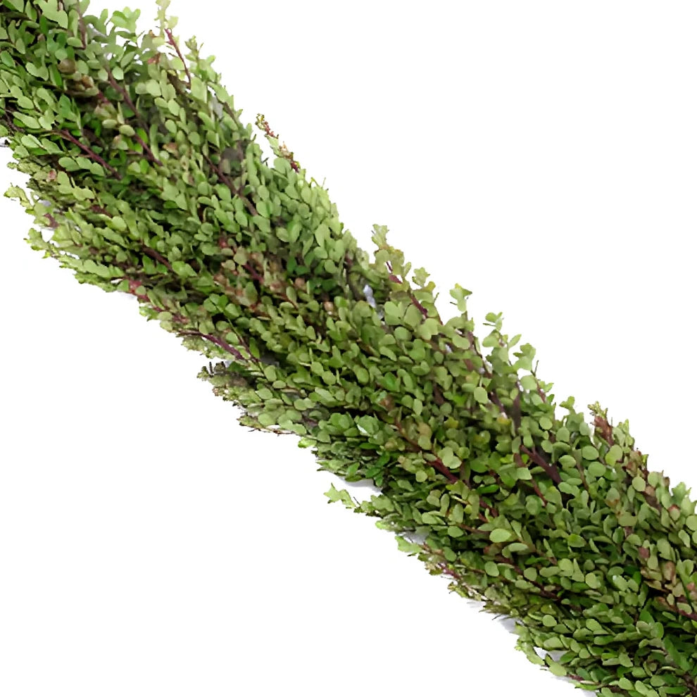African Boxwood Garland - alternative 3