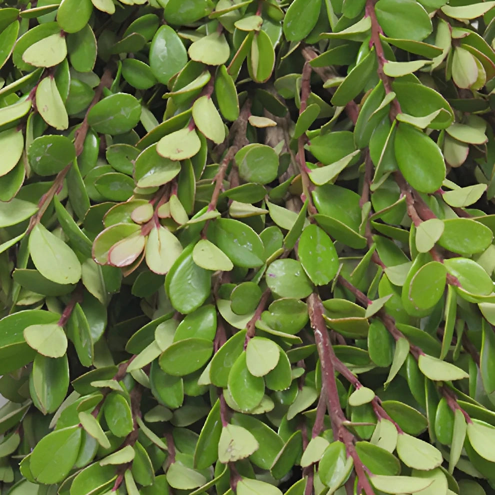 African Boxwood Garland - main