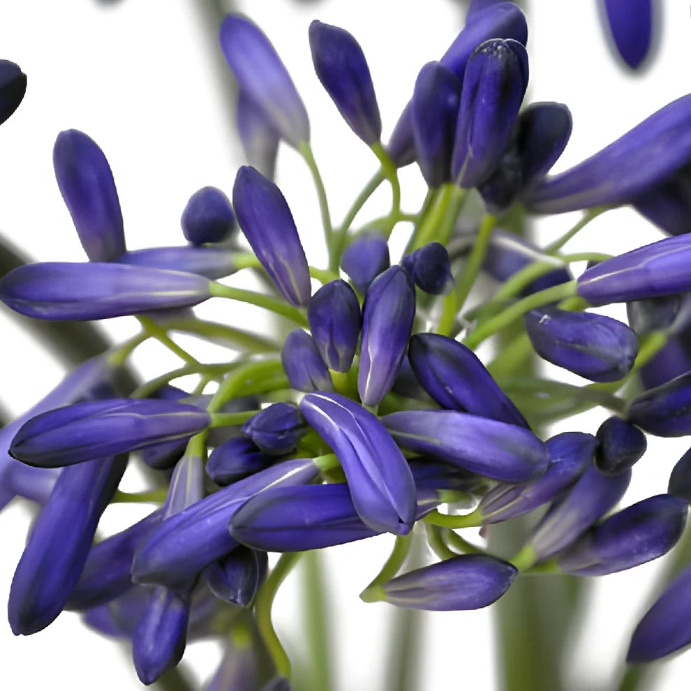 Blue Agapanthus - main