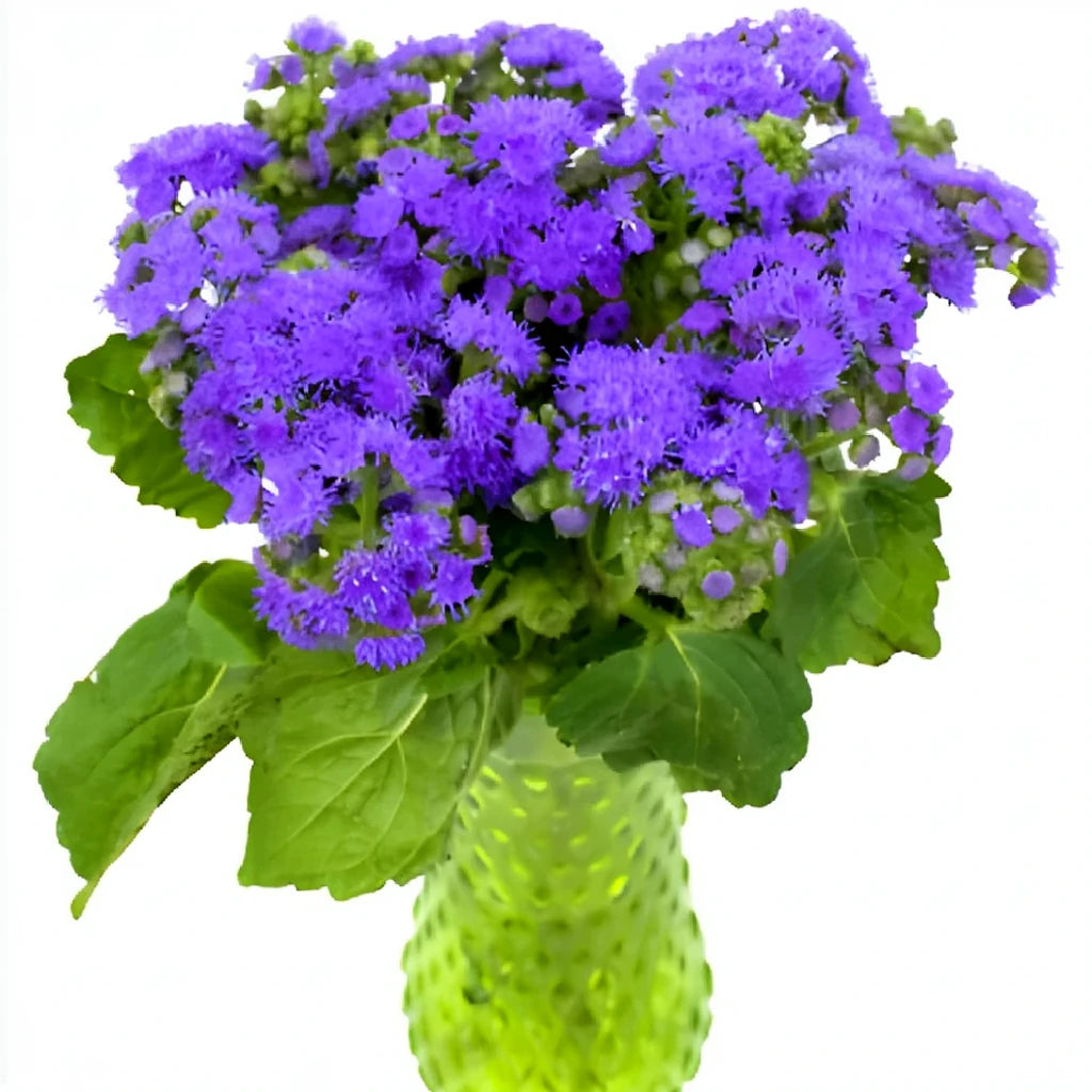 Purple Ageratum - alternative 1