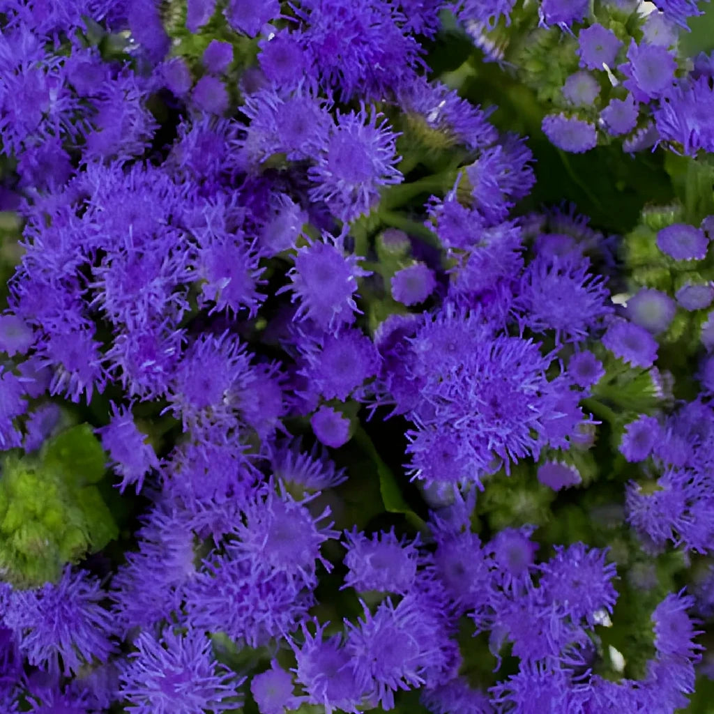 Purple Ageratum - alternative 3