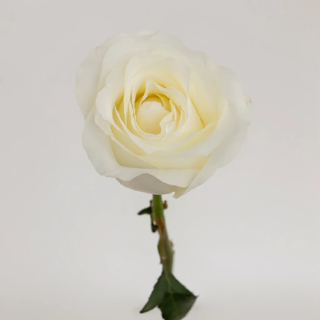 Akito Roses Standard - main