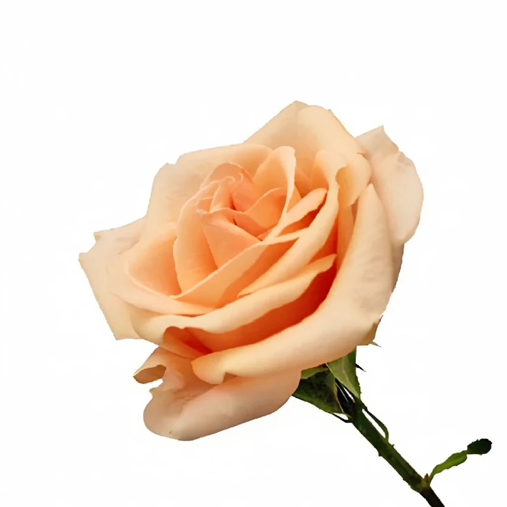 Alejandra Roses Standard - alternative 1
