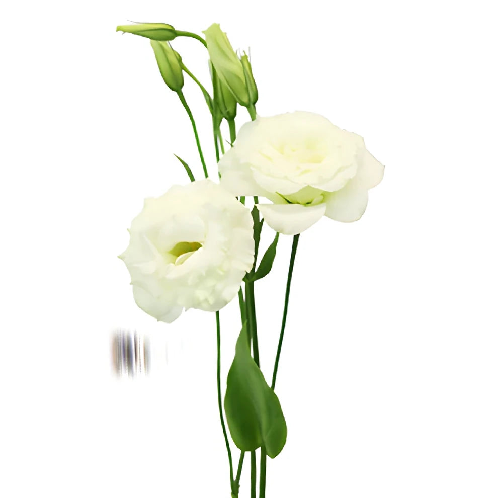 Bicolor White & Purple Lisianthus - alternative 1