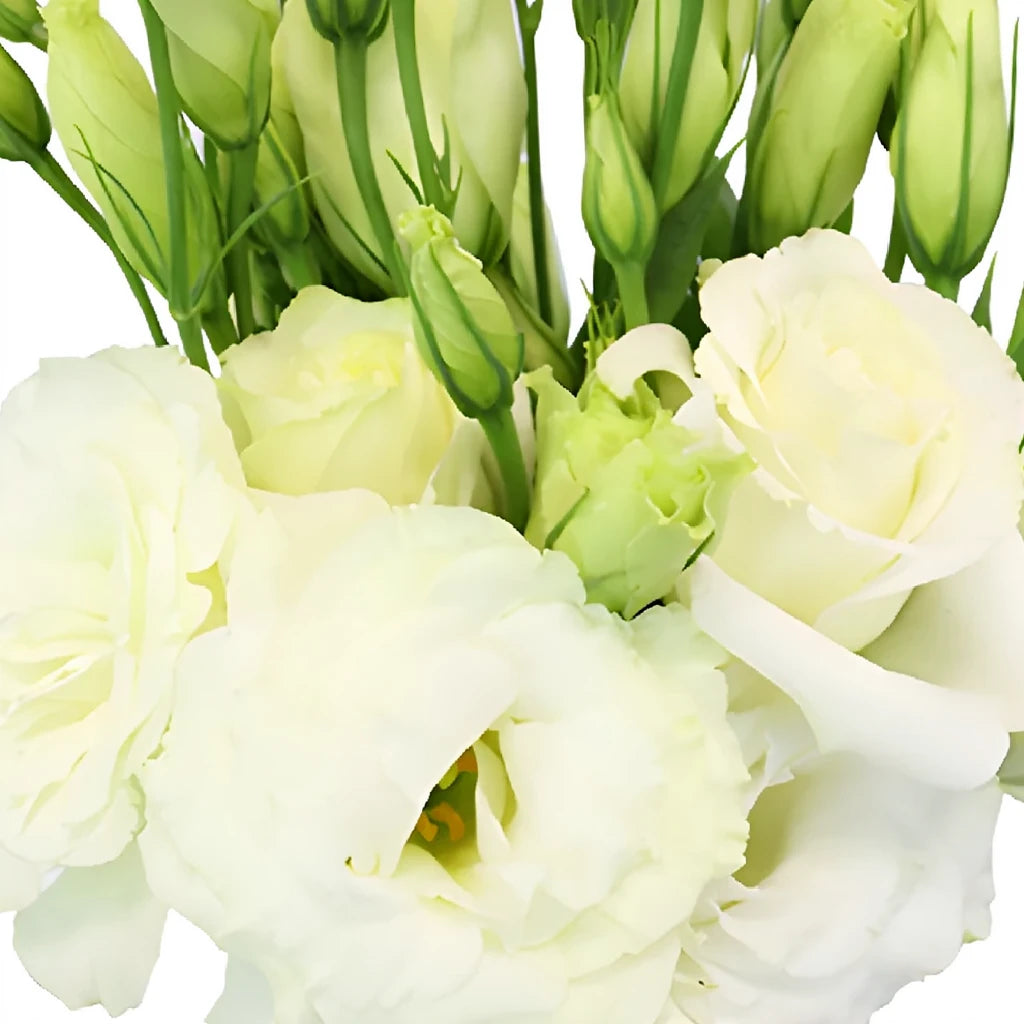White Lisianthus - alternative 2