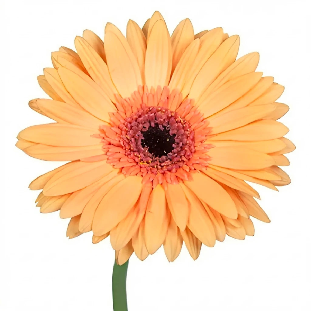 Peach Gerberas - main