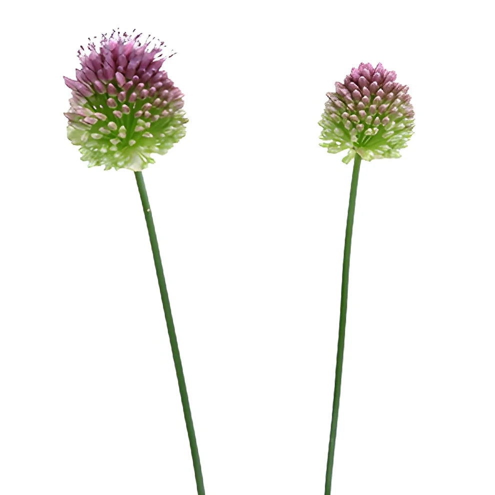 Bullet Allium - alternative 2