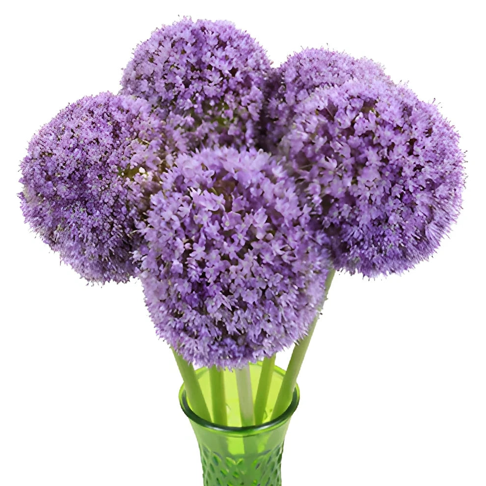Lavender Allium - alternative 3