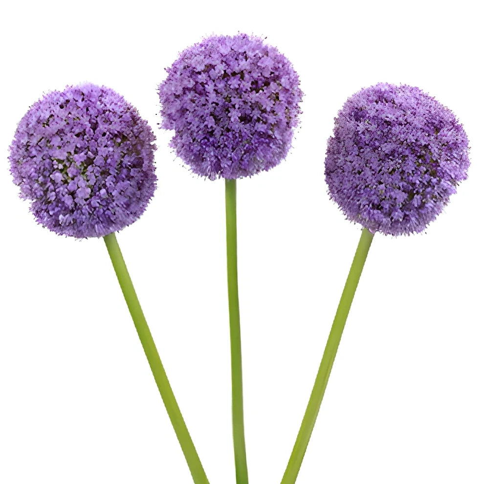 Lavender Allium - alternative 2