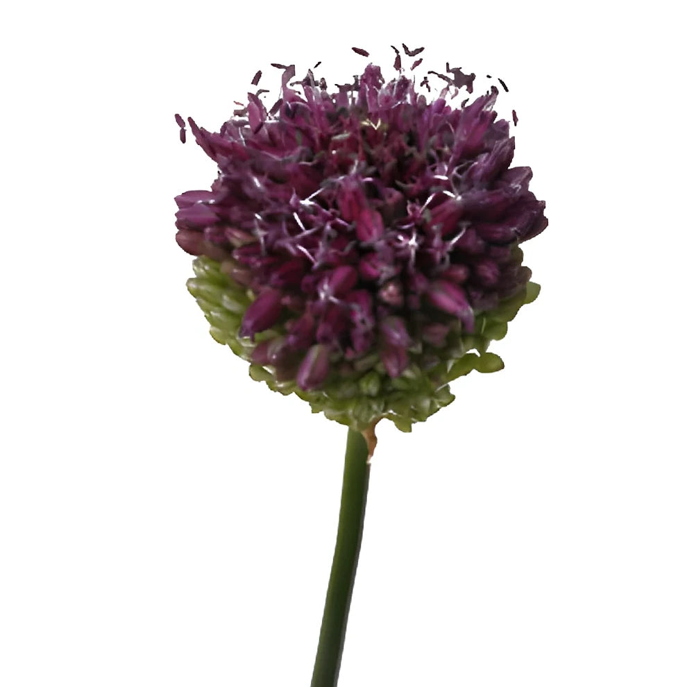 Bullet Allium - alternative 1
