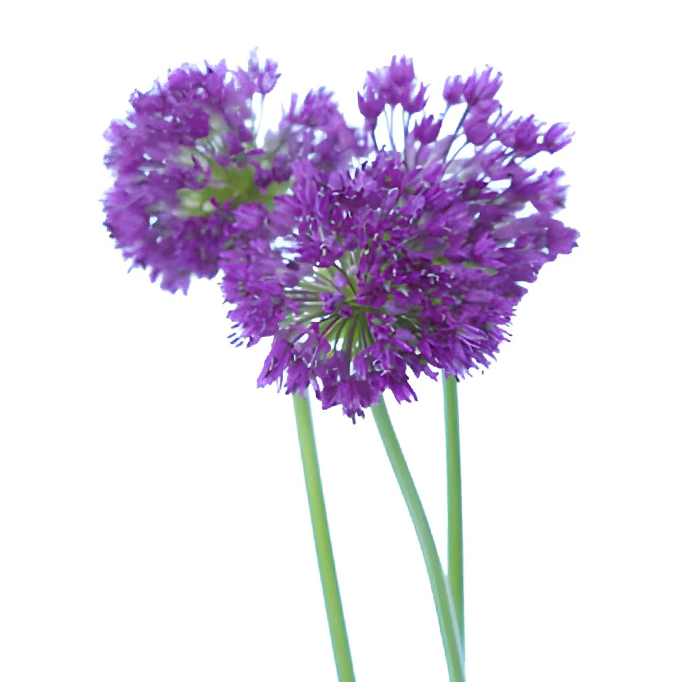 Purple Allium - main