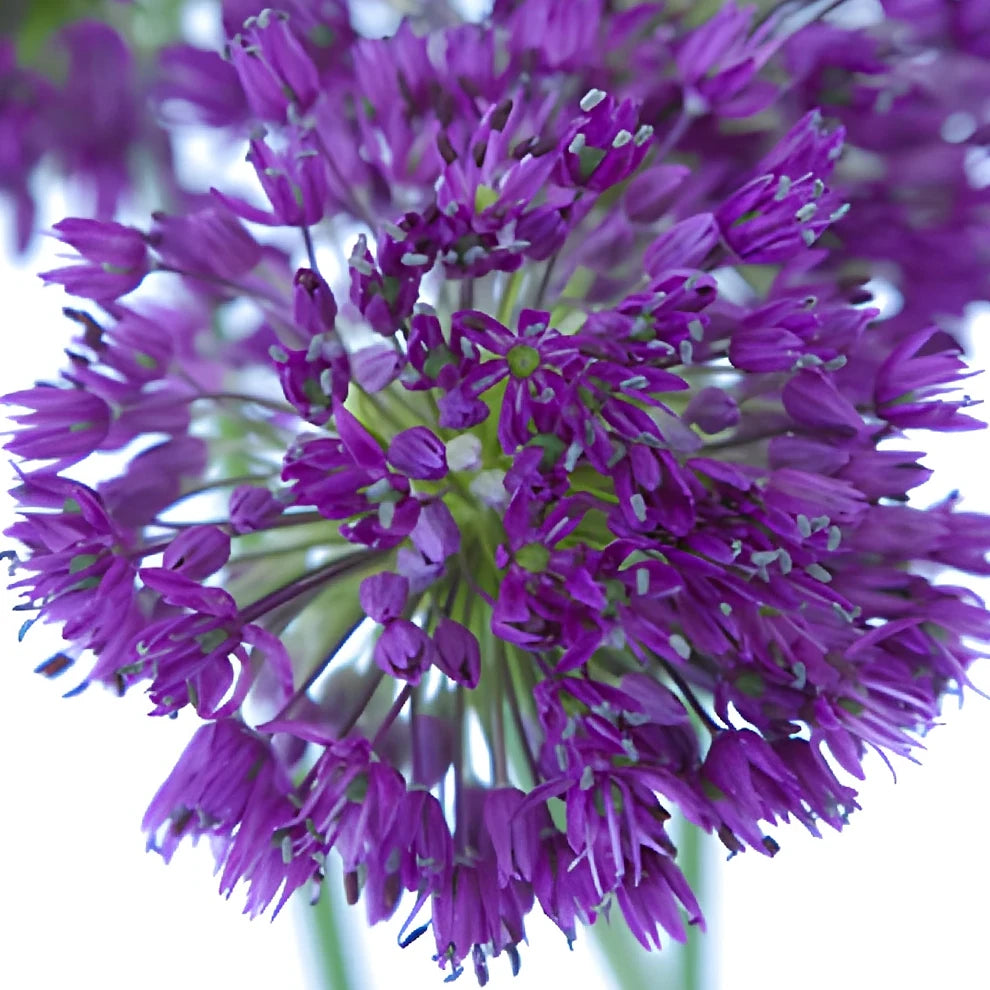 Purple Allium - alternative 1