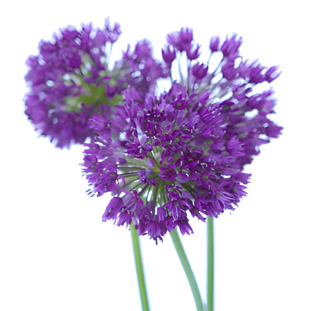 Purple Allium - alternative 2