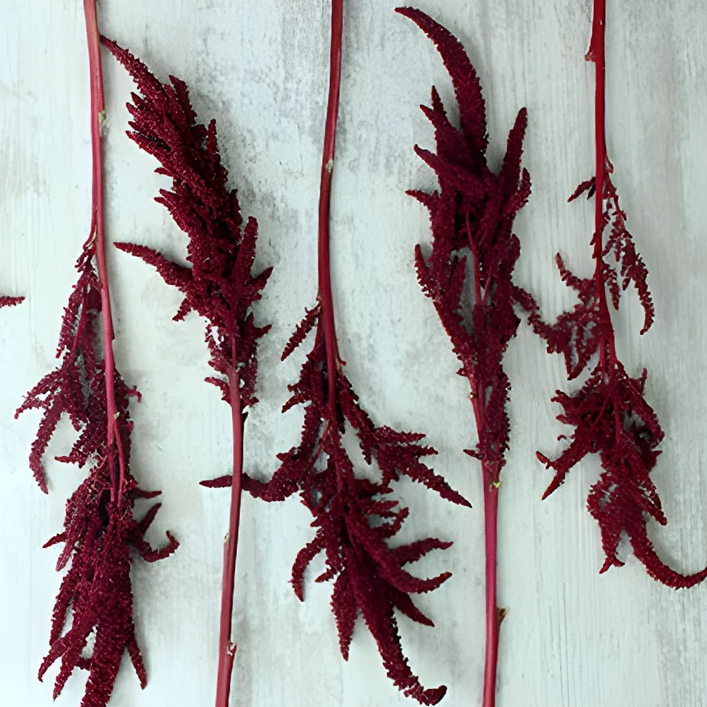 Upright Red Amaranthus - alternative 3