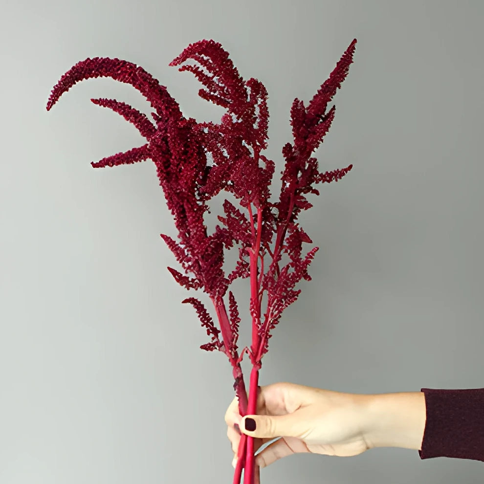 Upright Red Amaranthus - main