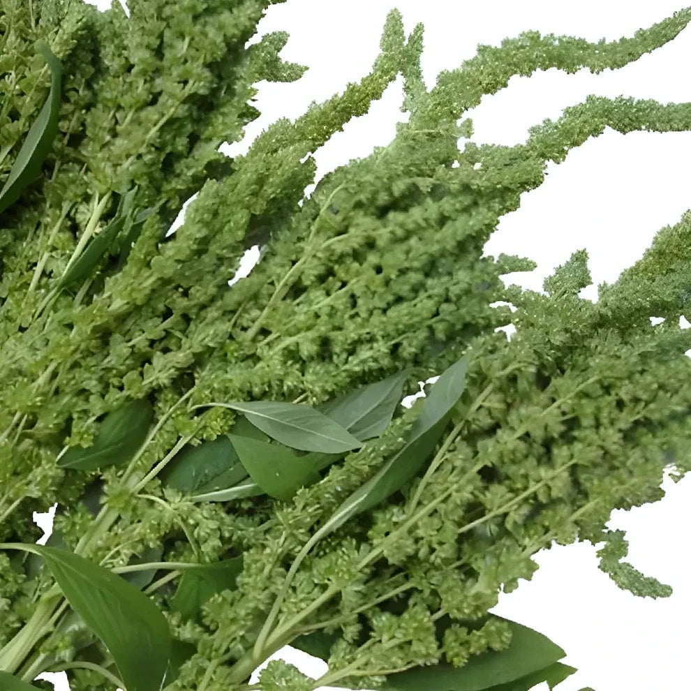Upright Green Amaranthus - main