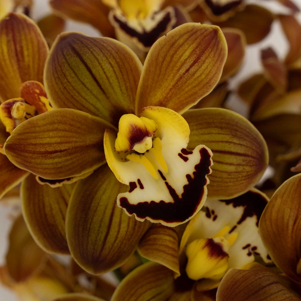 Brown Orchids Mini Cymbidium - alternative 1