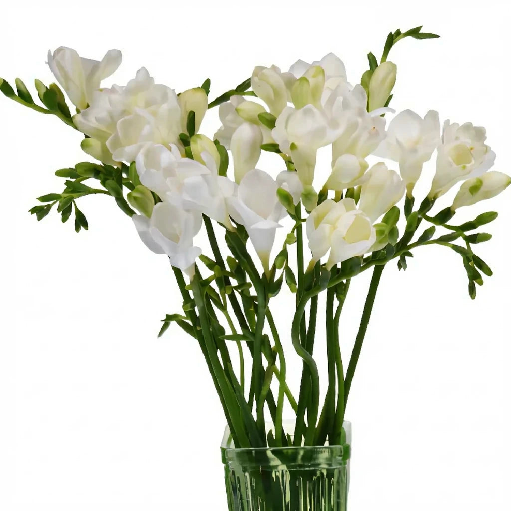 White Freesia - alternative 1