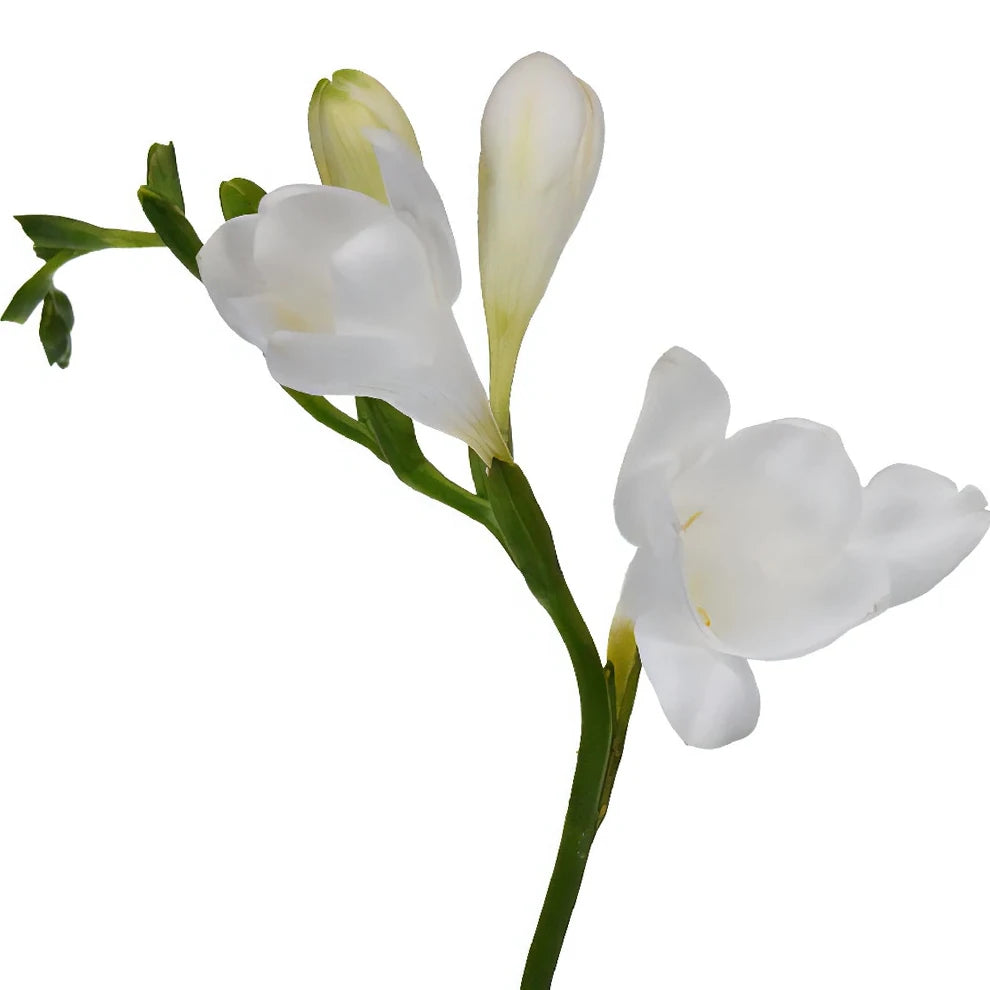 White Freesia - alternative 2