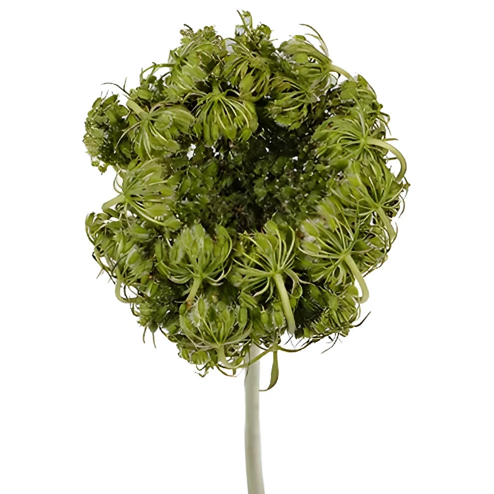 Ammi Majus Bird's Nest Pods - main