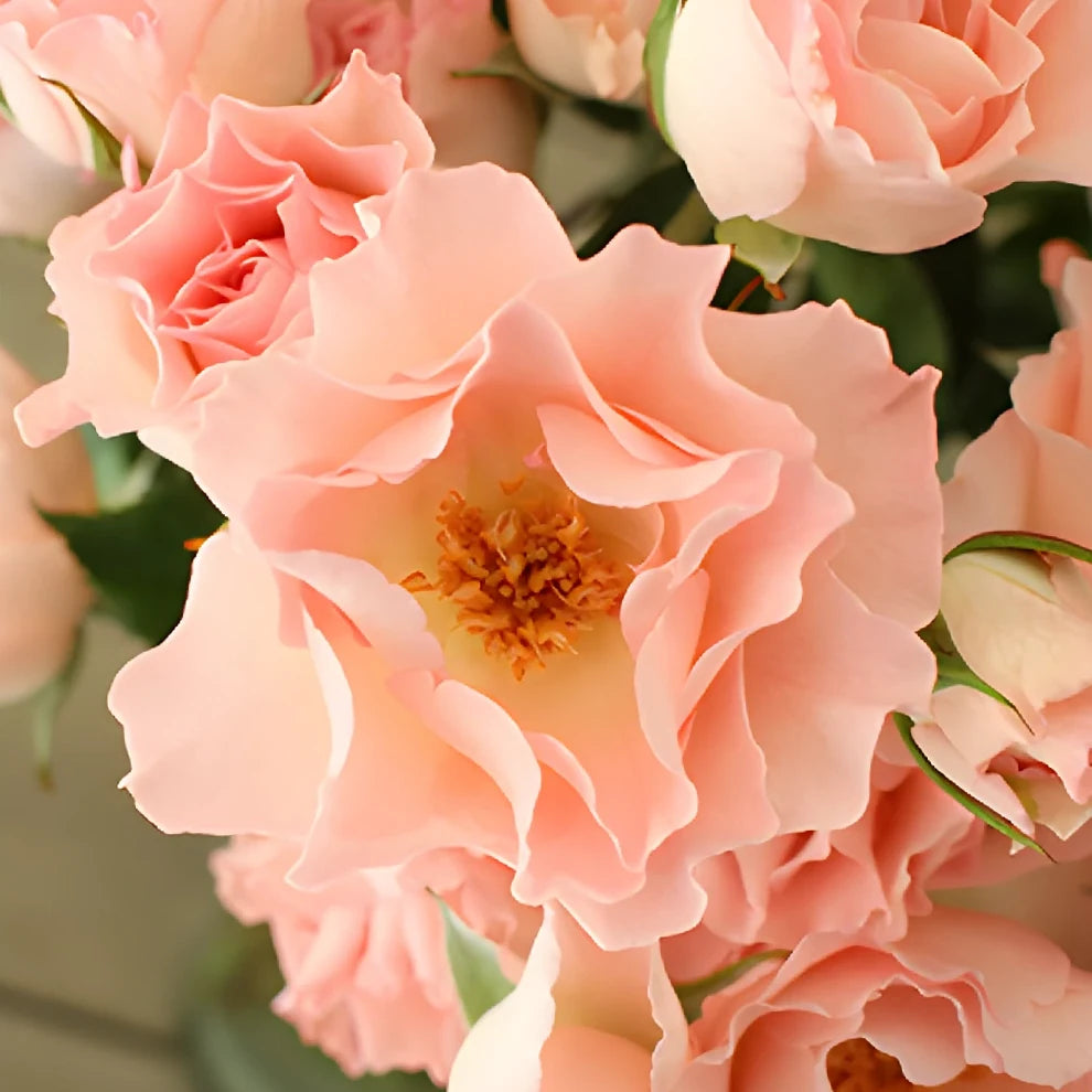 Constellation Roses Spray - alternative 3