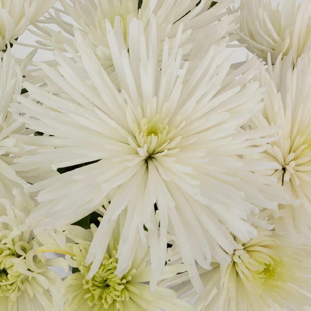White Spider Mums - alternative 2