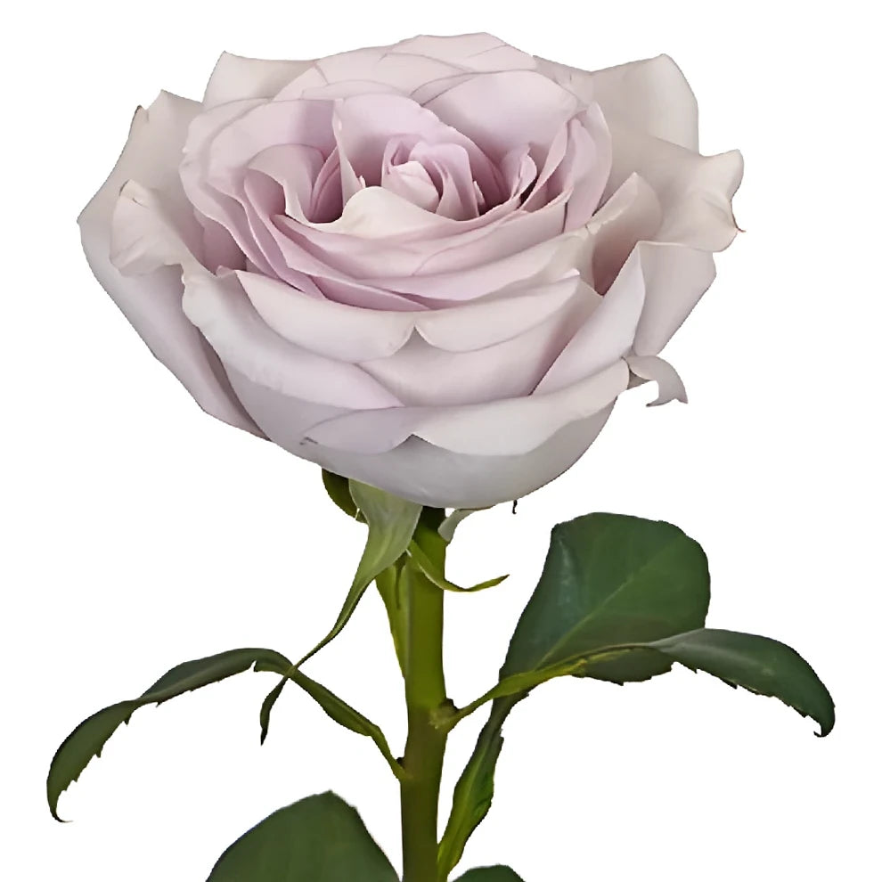 Andrea Roses Standard - alternative 3