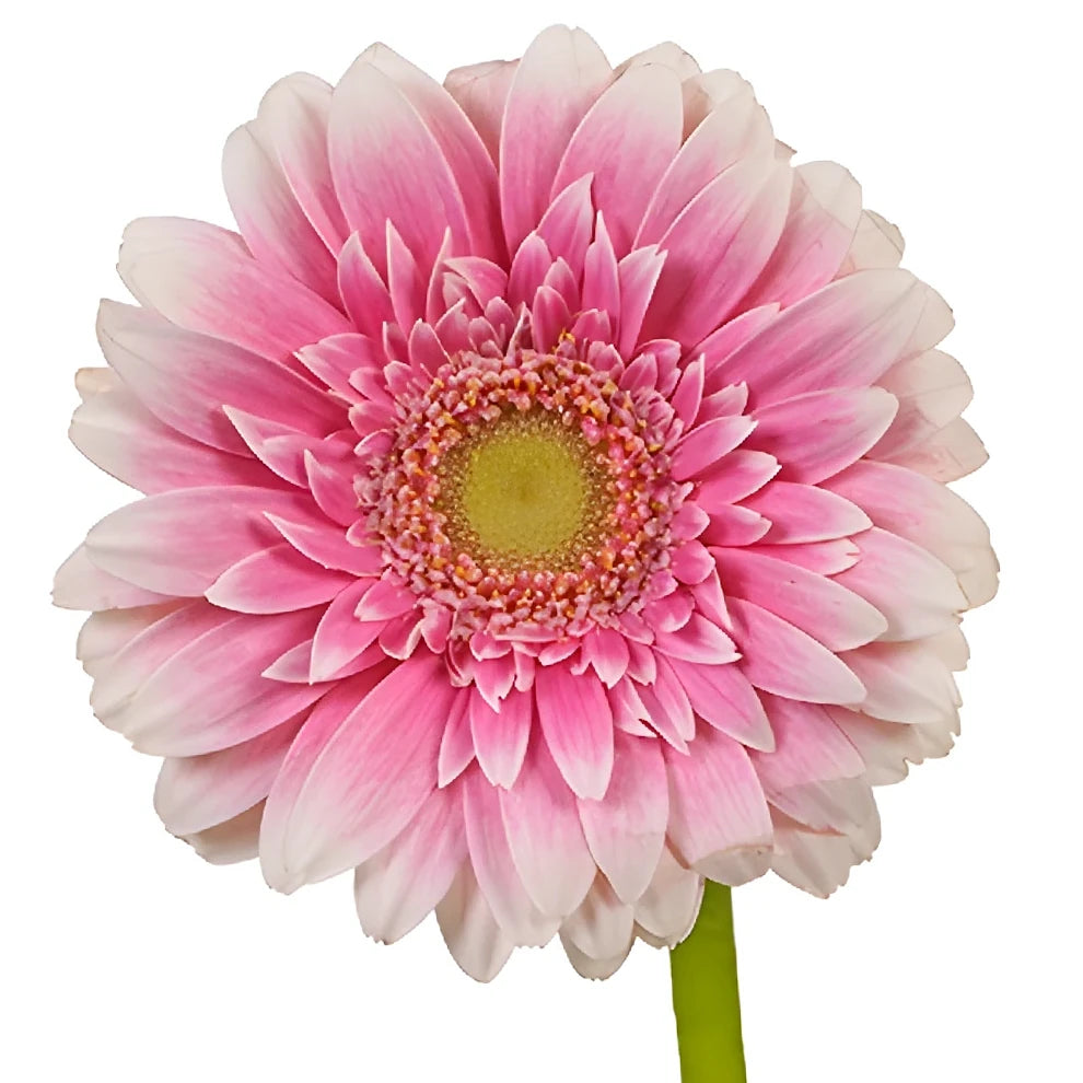 Pink Gerberas Mini - main