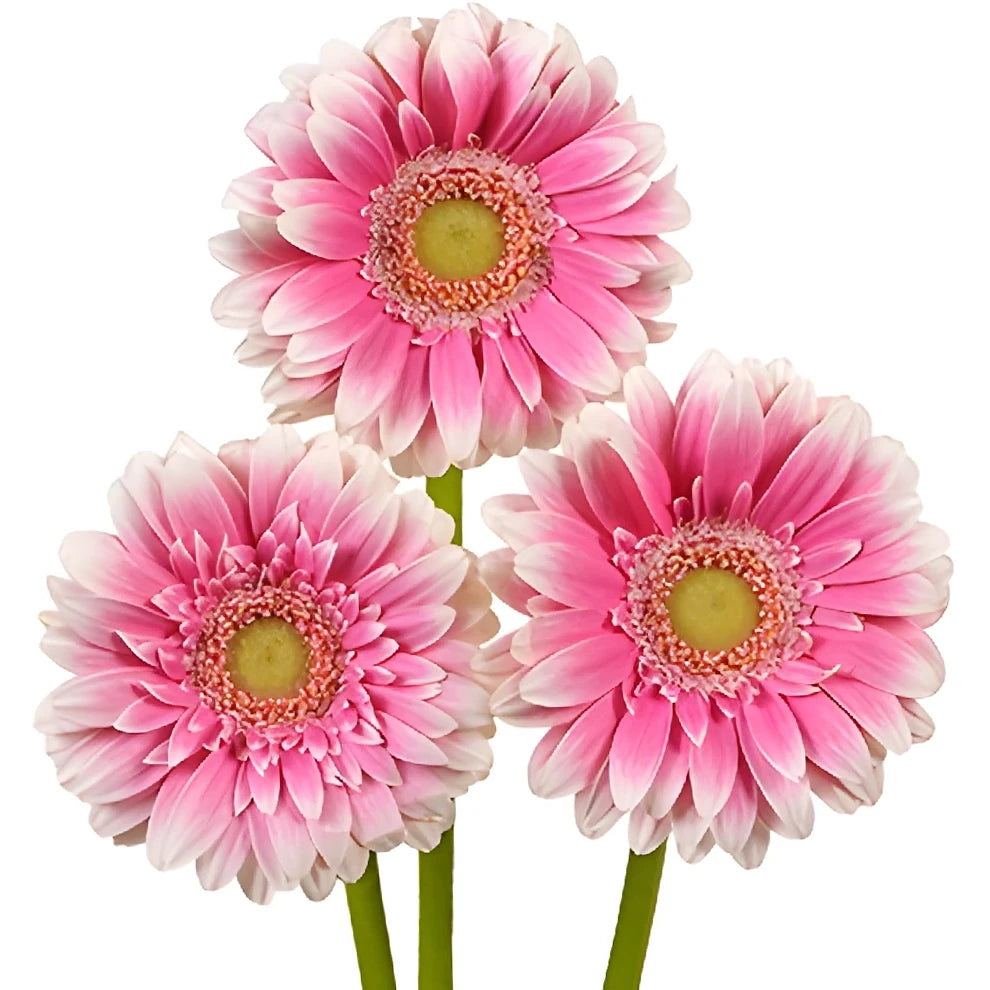 Pink Gerberas Mini - alternative 1