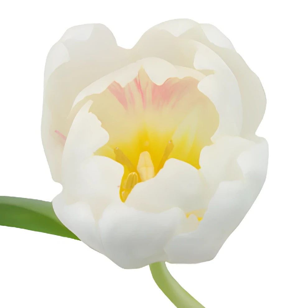 White Tulips Standard - alternative 2