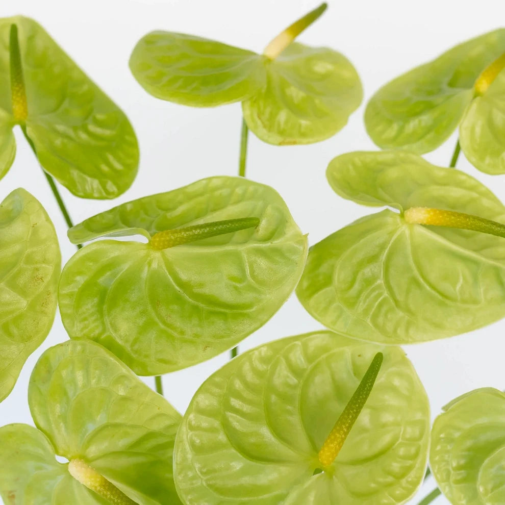 Anthurium Green Tropicals - alternative 1