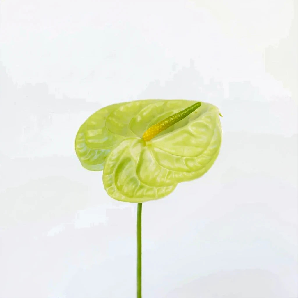 Anthurium Green Tropicals - alternative 2