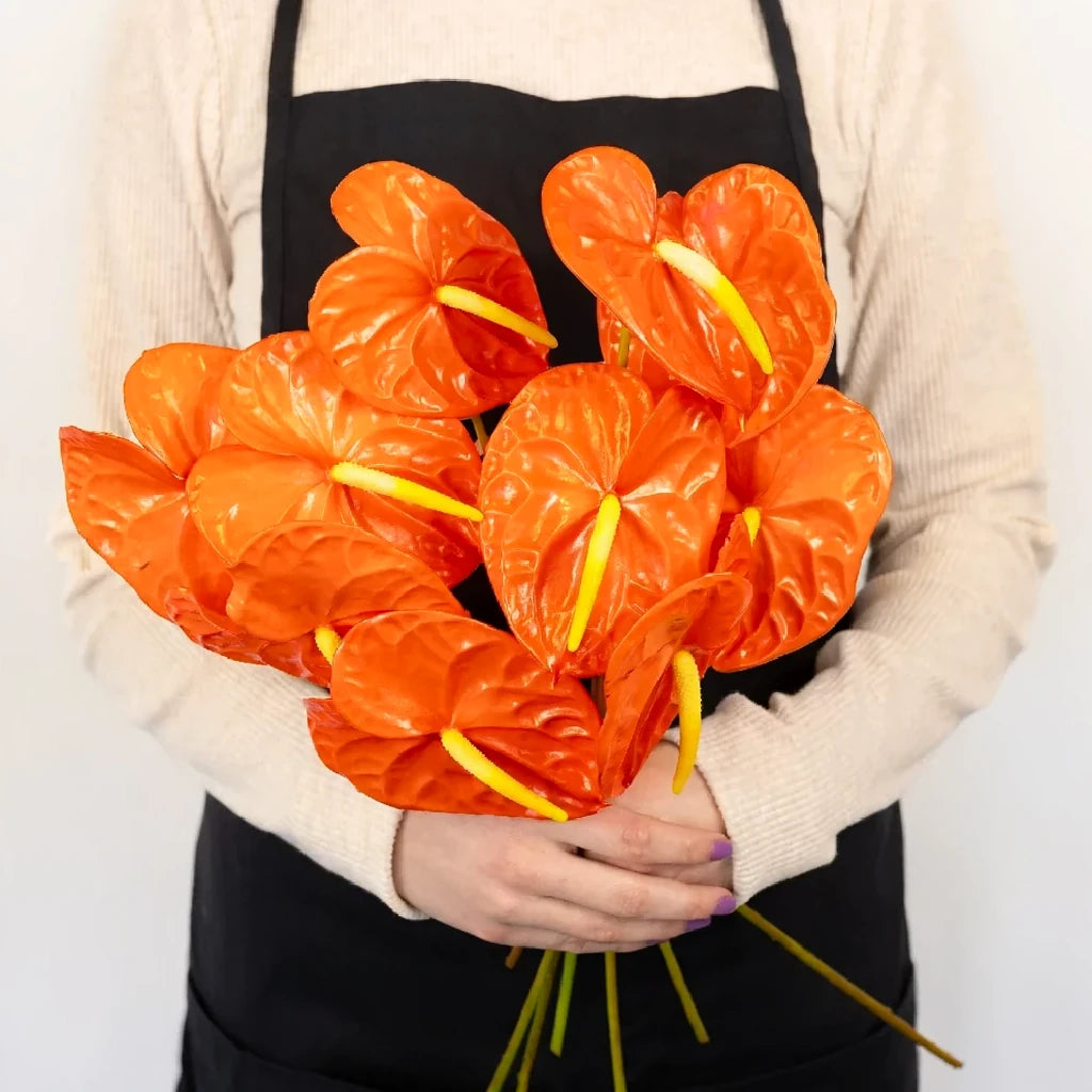 Anthurium Tropicals - Coral - alternative 2
