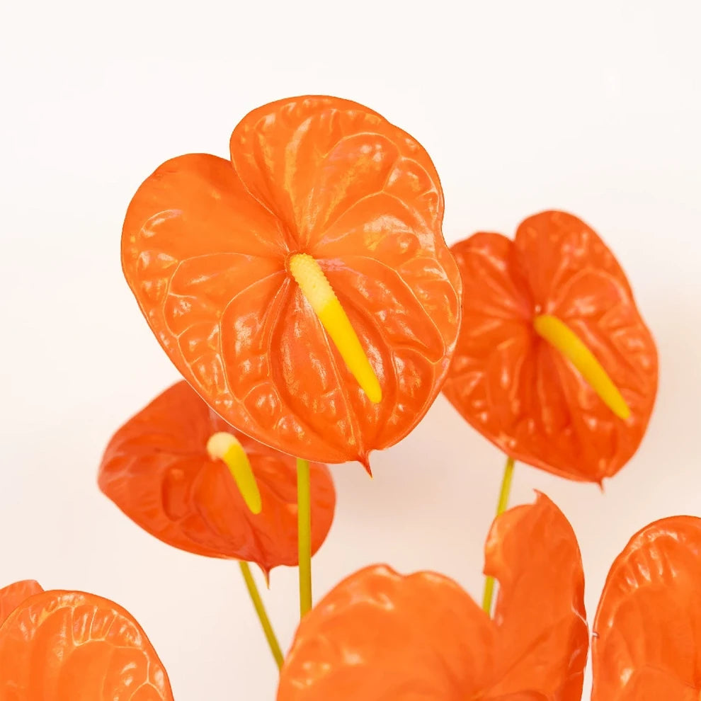 Anthurium Tropicals - Coral - main