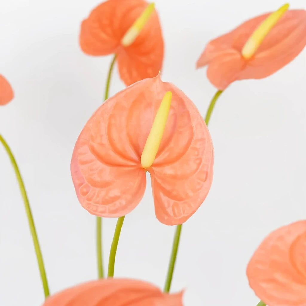 Anthuriums Peach Tropicals - main