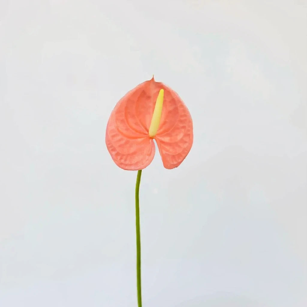 Anthuriums Peach Tropicals - alternative 2