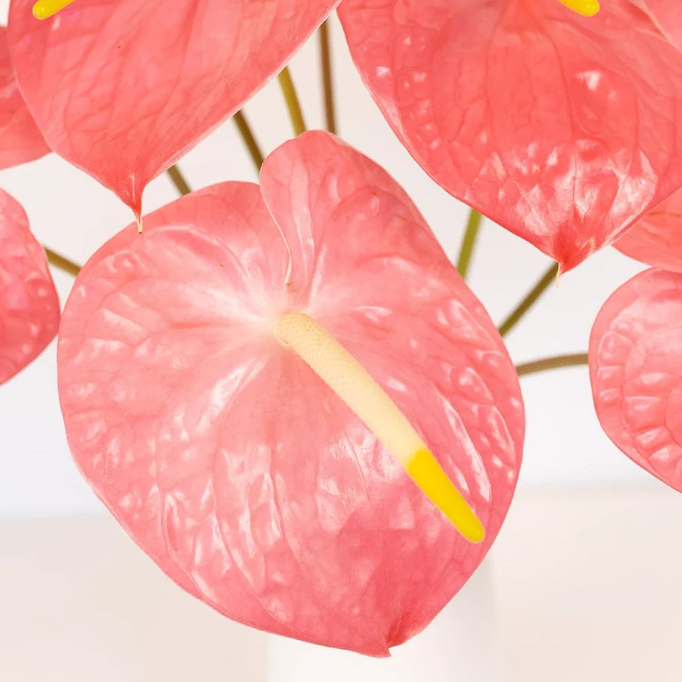 Anthurium Maui Bride Tropicals - alternative 2