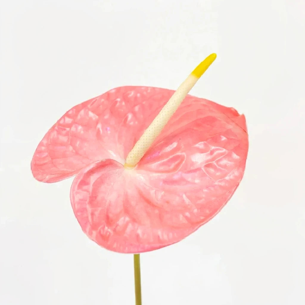 Anthurium Maui Bride Tropicals - alternative 1