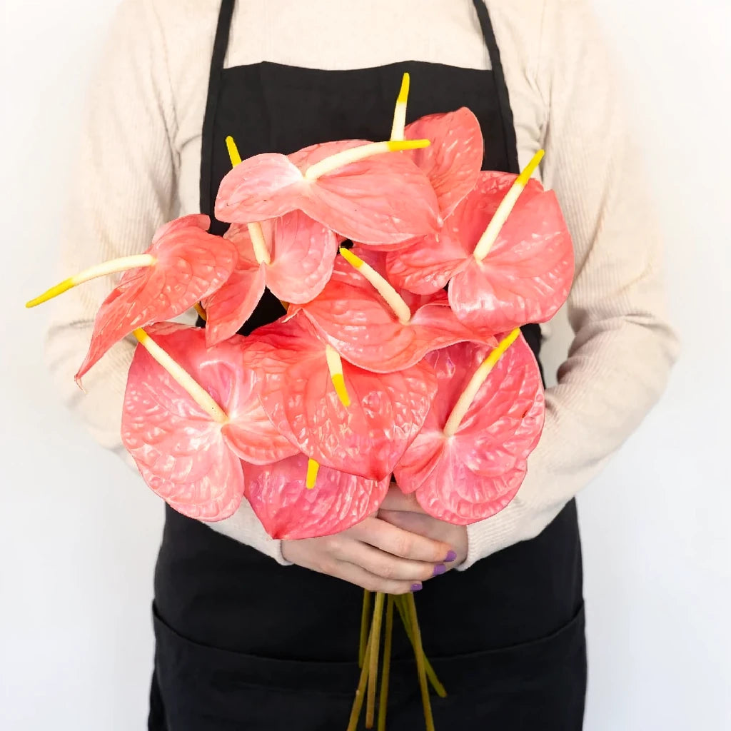 Anthurium Maui Bride Tropicals - main