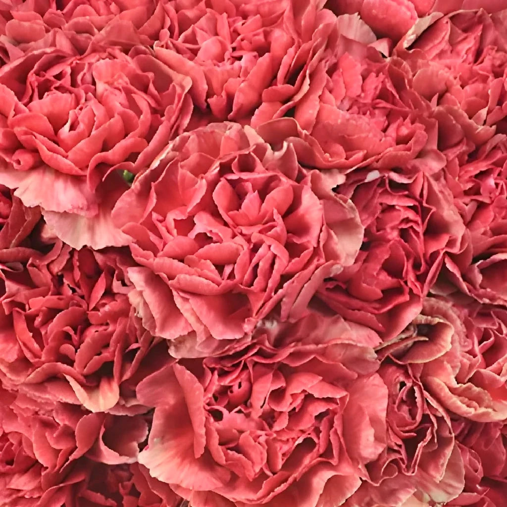 Fabulous Carnations - alternative 3