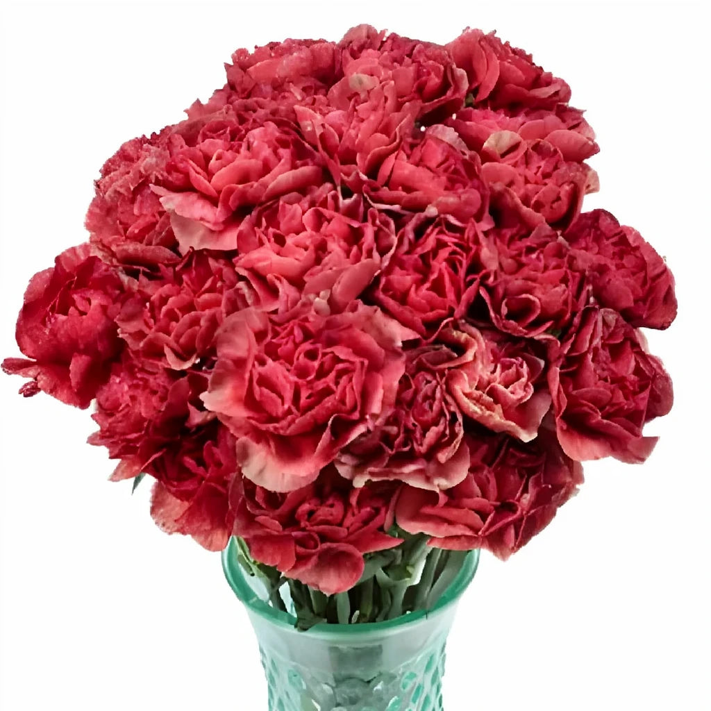 Fabulous Carnations - alternative 1