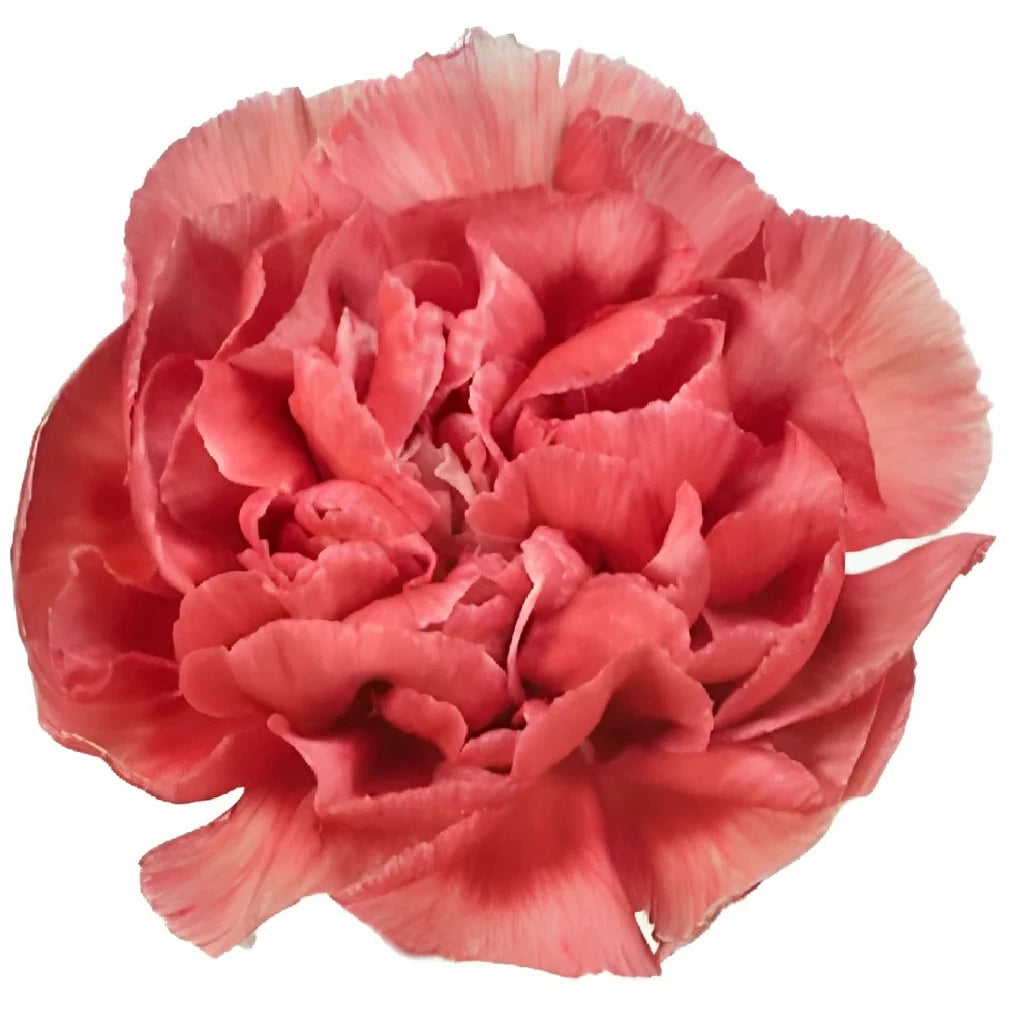 Fabulous Carnations - alternative 2