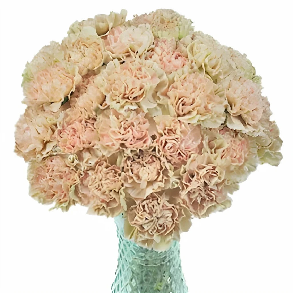 Lege Marron Carnations - main
