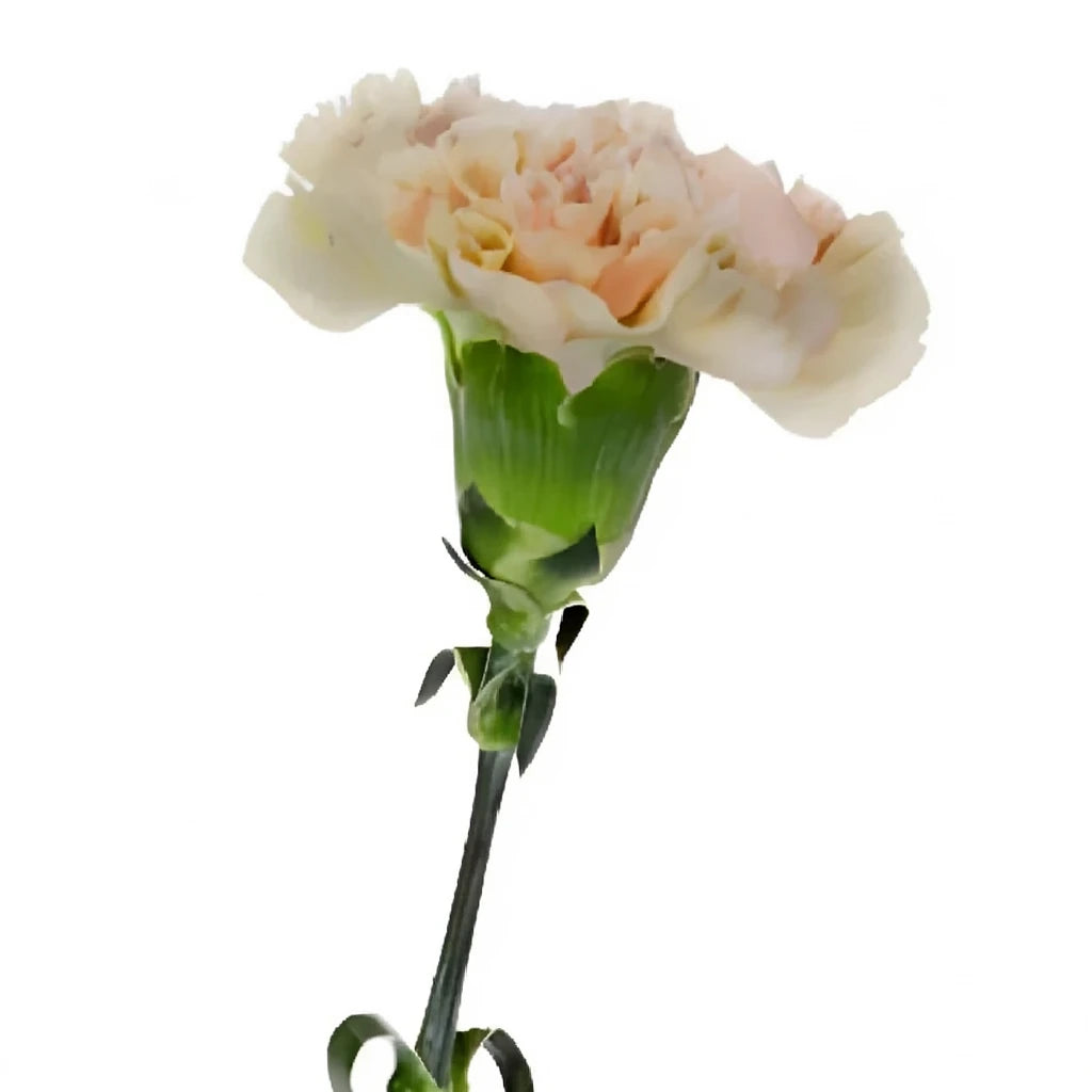 Lege Marron Carnations - alternative 1